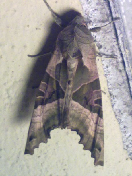 Identificazione bruco - Phlogophora meticulosa (Noctuidae)